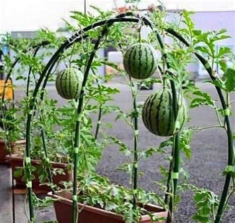 melones tubes|How to Grow Melons in Tubes for Space